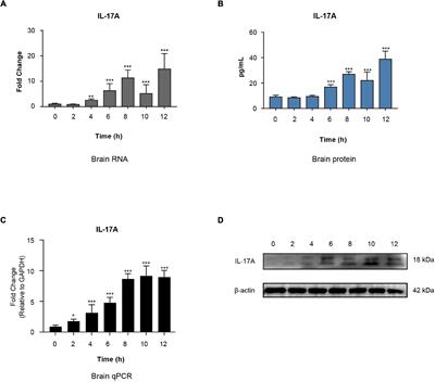 Meningitic Escherichia coli-Induced Interleukin-17A Facilitates Blood–Brain Barrier Disruption via Inhibiting Proteinase 3/Protease-Activated Receptor 2 Axis